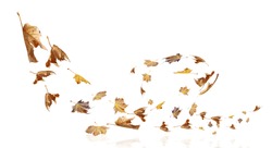 leaves falling flying on the wind autumn weather season  background