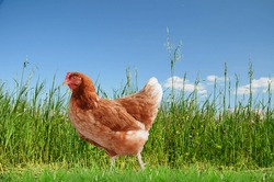 red hen and  green grass  - free range chicken - one