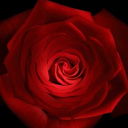 red rose close up painted with lightstick
