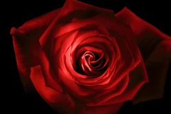 red rose close up painted with lightstick