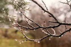 Beautiful nature background and tektura, frozen raindrops on bare branches, freshness and cleanliness concept