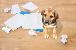 Bad dog sitting on the torn pieces of documents looking at camera.