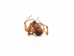 Close up of dead deadly spider isolated on white background