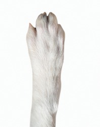Close-up of dog paw isolated on white background. Dog breed is Border Collie