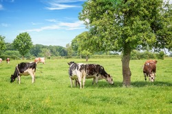 Norman black and white cows grazing on grassy green field with trees on a bright sunny day in Normandy, France. Summer countryside landscape and pasture for cows