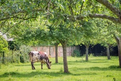 Norman cow grazing on grassy green field with apple trees on a bright sunny day in Normandy, France. Summer countryside landscape and pasture for cows