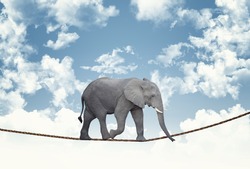classic african elephant on rope