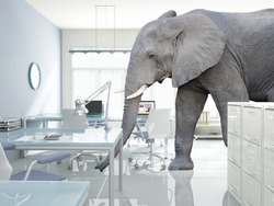 huge elephant walk in modern office