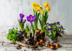 Spring flowers and flower bulbs to plant in pots.