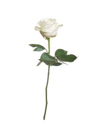 single beautiful white rose isolated  background