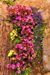 Colorful flowers on a stone wall