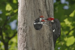 Pileated Woodpecker (Dryocopus pileatus) feeding hungry babies