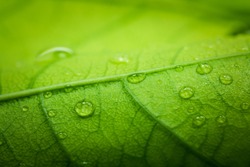 Green leaf macro with water drops