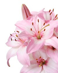 Bouquet of fresh pink lilies isolated on white