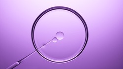 Top view macro shot of pipette injects oil into transparent liquid in petri dish on violet background | Abstract skin care cosmetics mixing concept