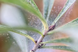 many spider mites on a houseplant