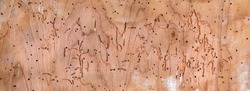 Wood background, eaten by woodworms