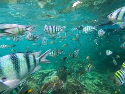 a big flock of fish while snorkeling