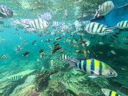 a big flock of fish while snorkeling
