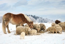 Herd of sheep skudde and horse haflinger eat the hay meadow covered with snow. Winter on the farm.