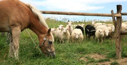 New Haflinger horse on the farm and Skudde sheep it found interesting - the most primitive sheep breed in Europe. Funny farm.