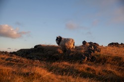 Icelandic Sheep grazing during a golden sunset