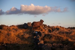 Icelandic Sheep grazing during a golden sunset