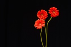Three red gerberas with stem on black background ,