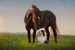 A dog and a horse. Friendship of a dog and a horse in nature