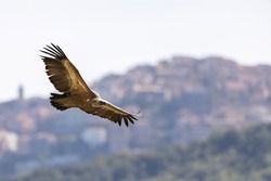 The Eurasian griffon vulture (Gyps fulvus) in Sicily, Italy.