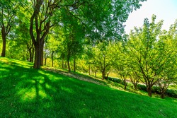 Green tree nature landscape in summer season.