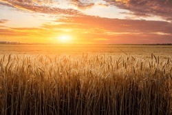 Ripe wheat field nature scenery in summer field. Agricultural scene at beautiful sunset.