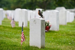 Tombstones in Arlington National Cemetery - Near to Washington DC, USA