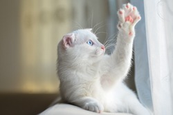 White cute kitten waves her paw