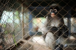 Hungry monkey in the cage, thailand