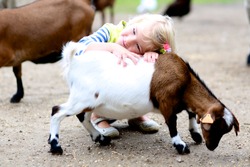 Toddler girl petting little goats in the kids farm. Cute kind child playing and feeding animals in the zoo.
