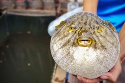 close up of inflated puffer fish (as known as blow fish or balloon fish)