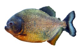 Pacu fish piranha (Colossoma macropomum) on white background. Captive occurs in South America.