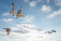 Beautiful Seagulls flying in the sky