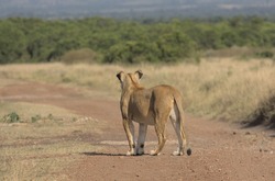 lioness standing and on dirt road looking into the distance in wild masai mara, kenya