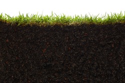 cross section of grass and soil against white background