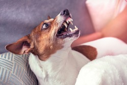 Dog Jack Russell Terrier grins in response to the threat from the man.