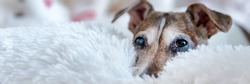 Cute dog with brown head lying on bed with white fluffy blanket. Concept animal allergy.