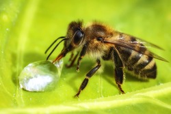Macro image of a bee drinking a water drop from a green leaf
