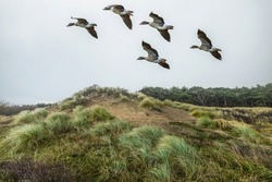 Picture of widy dune landscape with flying Greylag Geese in Hollands Duin near Noordwijk in the Dutch province of South Holland with perspective view along shell path