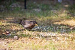Close up female Blackbird, Turdus merula, foraging in a grassy field in sunlight with orange beak and spotted breast and brown plumage