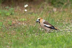 Close up of a foraging Hawfinch, Coccothraustes coccothraustes, in a grass field with sunflower seed in beak being peeled by rapid beak movement