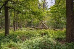 Summer forest landscape with deciduous trees mainly Pedunculate oak, Quercus robur, and dead lying oak tree with undergrowth of bilberry bushes, Vaccinium myrtillus, and sunny and shady spots
