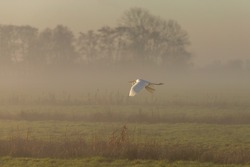 Close-up of a great egret, Ardea Alban, low flying and in stretched position in the morning mist against blurry foggy background during sunrise
