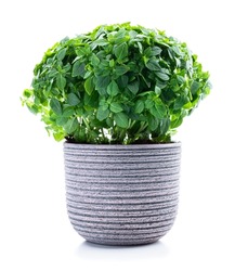 Greek  dwarf basil plant in clay pot isolated on white 